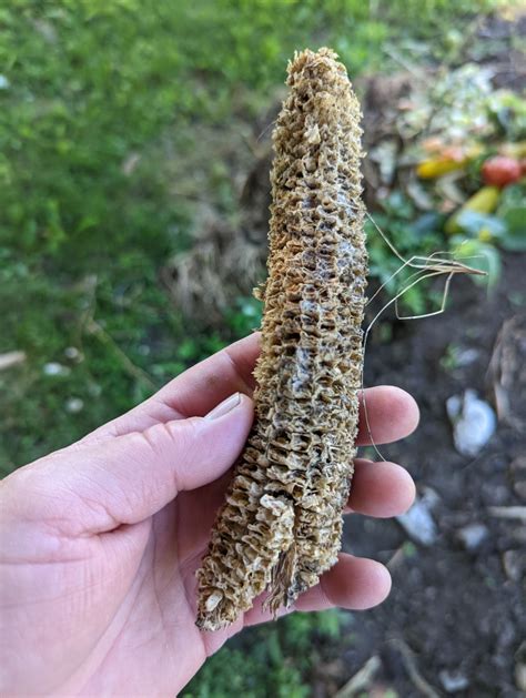 Corn Growing Sweet Corn Hubpages