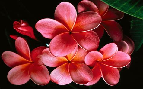 Hd Wallpaper Flowers Frangipani Close Up Earth Pink Flower