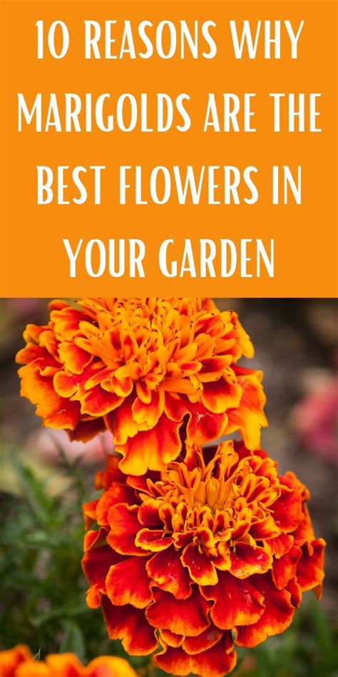 Reasons Why Marigolds Are The Best Flowers In Your Garden Artofit