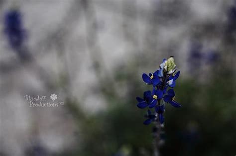 Free Download Texas Wildflowers Texas Wildflower Pictures Landscape