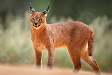 African Lynx Caracal Big Cat Kitchen Home Decor Refrigerator Magnet