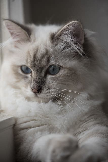 Birman Cat Pictures and Information - Cat-Breeds.com