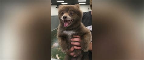 The Mystery of This Adorable 'Bear Dog' Has Been Solved - ABC News