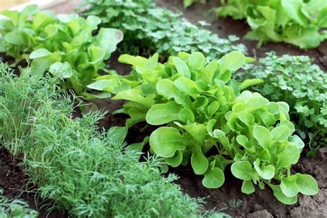 Companion Planting Guide Including 7 Benefits Of Polyculture