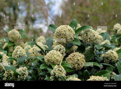 Skimmia Japonica Fragrans In Flower Stock Photo Alamy