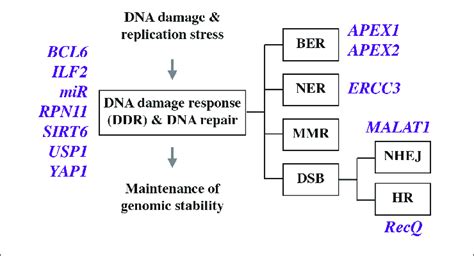 Genes Involved In Deregulated DNA Damage Response And Defective DNA