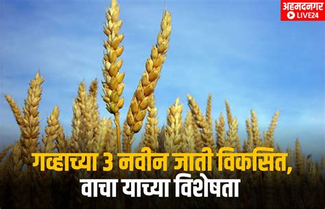 Wheat Farming शेतकऱ्यांसाठी महत्वाची बातमी गव्हाच्या या तीन नवीन