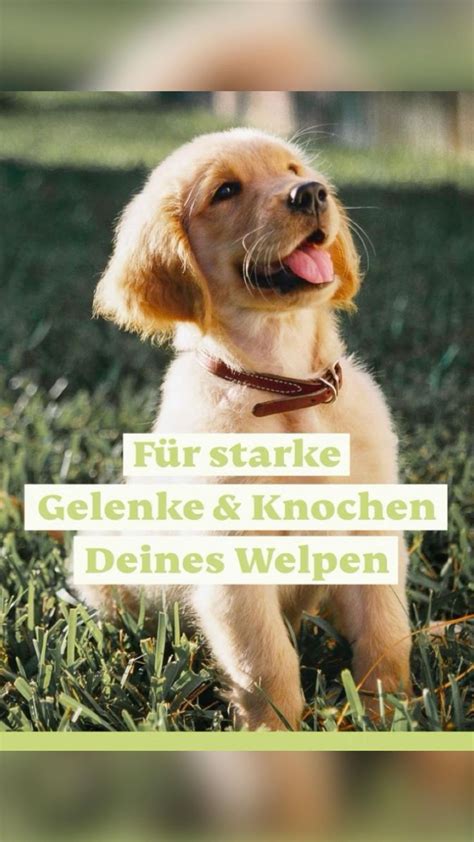 Starke Knochen Und Gelenke F R Deinen Welpen Tipps Zur Richtigen