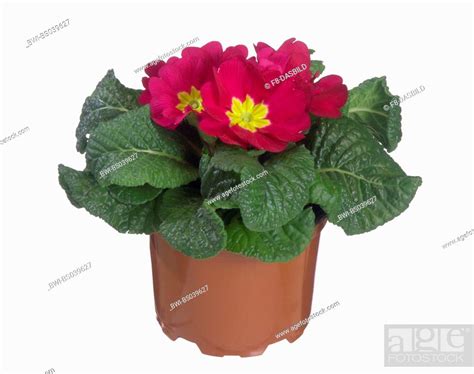 True English Primrose Primula Acaulis Primula Vulgaris Potted Plant