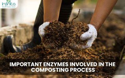 Best Enzymes For Plants How Enzyme Helps In Plants Growth