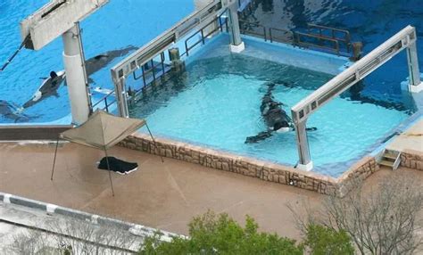 Seaworld Trainers Harrowing Last Moments As Whale Did Deep Dive With