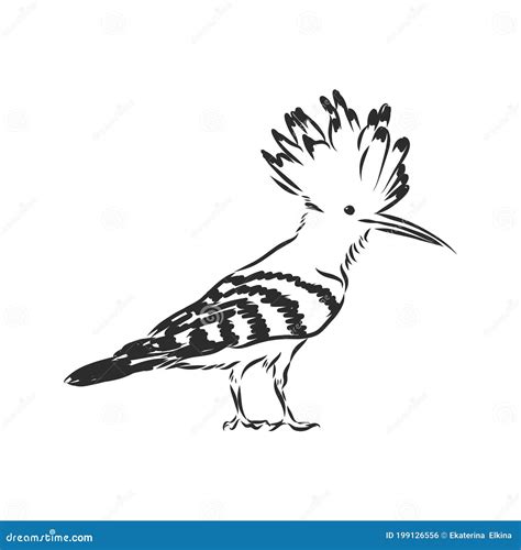 Logo Hoopoe Upupa Epops Bird Vector Illustration Isolated On White