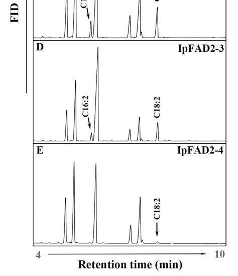 Gc Analysis Of Fatty Acid Methyl Esters Fames Isolated From Yeast