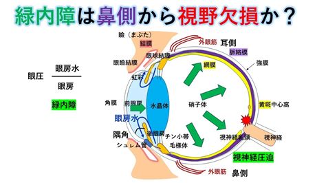 国試対策：暗記からの卒業 96話 眼の構造と視覚 Youtube