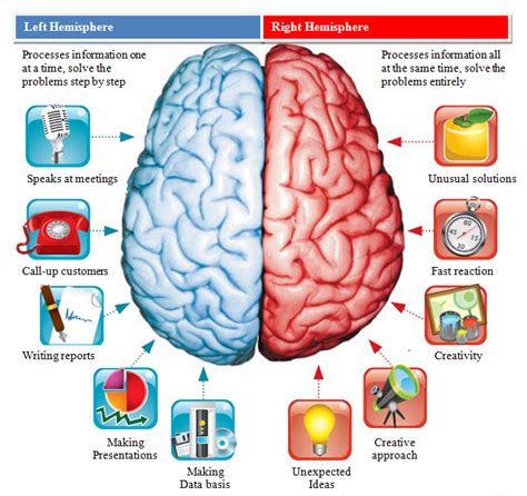 Brain Hemesphere Diagram Controls Brain Human Anatomy Cerebr