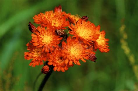 Orange Hawkweed Hieracium Aurantiacum Stock Photo Image Of Nature