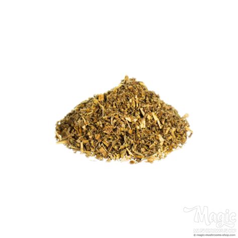 Wormwood Artemisia Absinthium Herbs Of The Gods