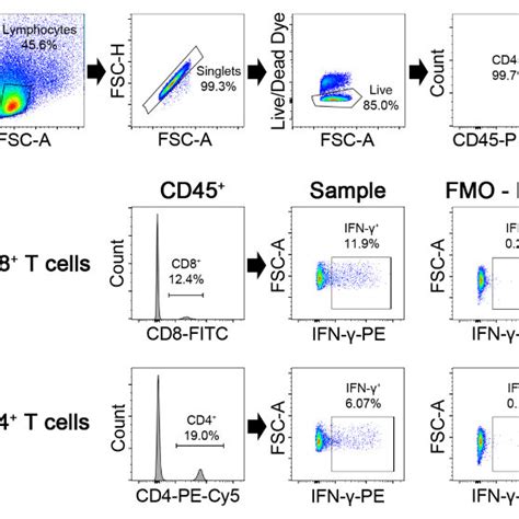 Gating Strategy For Detection Of Ifn Production In Nk And Nkt Cells