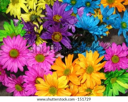 Multi Colored Flowers Stock Photo 151729 : Shutterstock