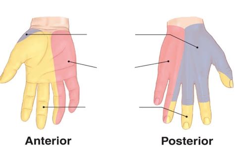 Hand Nerve Regions Diagram Quizlet