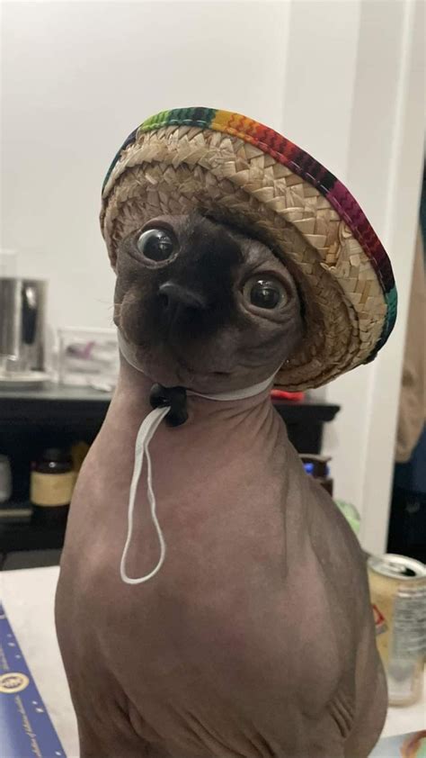 A Hairless Cat Wearing A Sombrero On Top Of It S Head