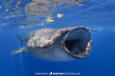Snorkeling With Whale Sharks