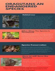 Orangutans an Endangered Species Infographics.pdf - ORAGUTANS AN ...