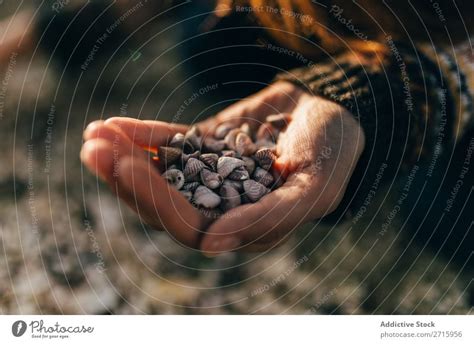 Hand Haltend Kleine Muscheln Ein Lizenzfreies Stock Foto Von Photocase