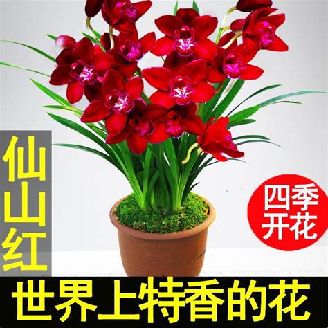 Orchid Potfragrant Orchid Pot Cymbidium Ensifolium Blue Black Huilan