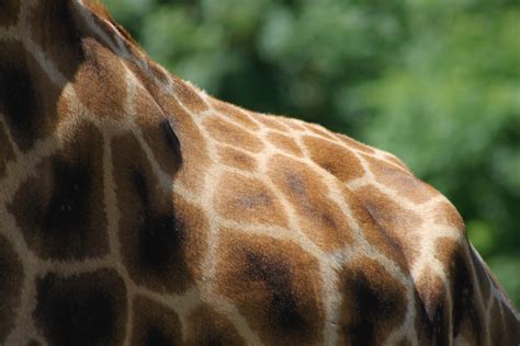 Images Gratuites faune zoo mammifère crinière fermer girafe