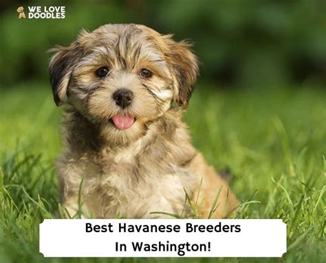 7 Best Havanese Breeders in Washington!