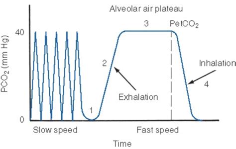 Cardio A P Exam Flashcards Quizlet