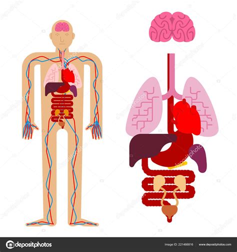 Órganos Anatomía Humana Internos Sistemas Cuerpo Órganos Humanos