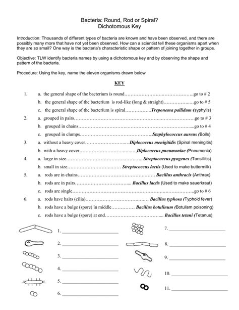 Dichotomous Key Worksheets With Answers