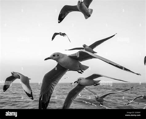 Gulls Of India Hi Res Stock Photography And Images Alamy