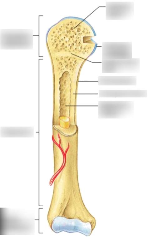 Long Bone Diagram 2 Diagram | Quizlet