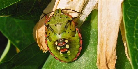 Hemiptera Royal Entomological Society