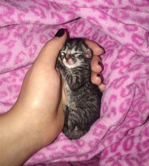 15+ Sweet Tiny Kittens Sleeping in Hands - Guaranteed To Brighten Your ...