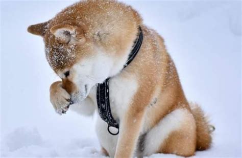 下大雪也要出门！主人冷得不行，柴犬却超开心在雪地“裸奔”！宠界新闻