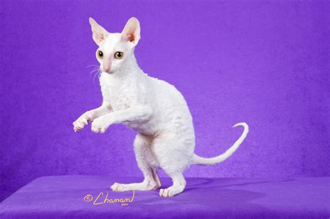 Available Cornish Rex Kittens Rexkwizit