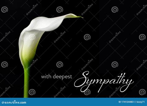 Sympathy Card With White Calla Isolated On Black Stock Image Image Of