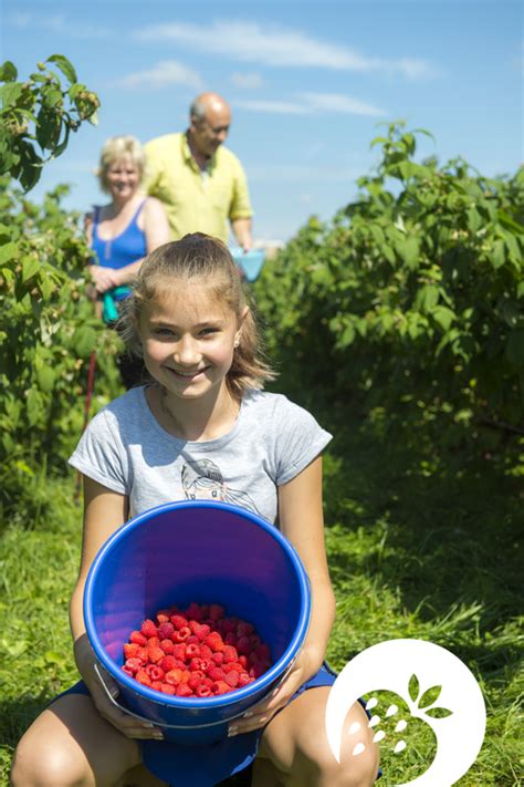 Dahoam Hofreiter Selber Ernten Beeren Gem Se Beerencaf M Nchen