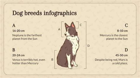 Dog Breeds and Their Personalities Infographics