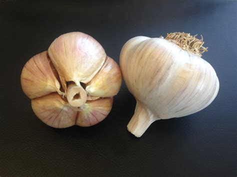 Organic Seed Garlic | Filaree Garlic Farm