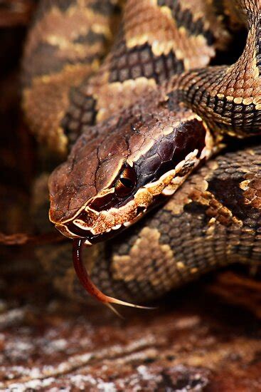 "Baby Cottonmouth" Poster by MyFrogCroaked | Redbubble