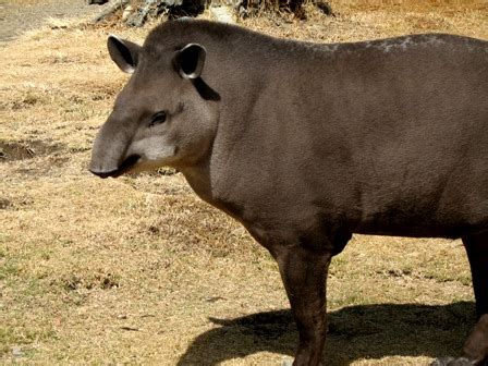 About animals: Brazilian Tapir