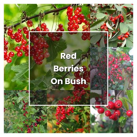 How To Grow Red Berries On Bush Plant Care And Tips Norwichgardener