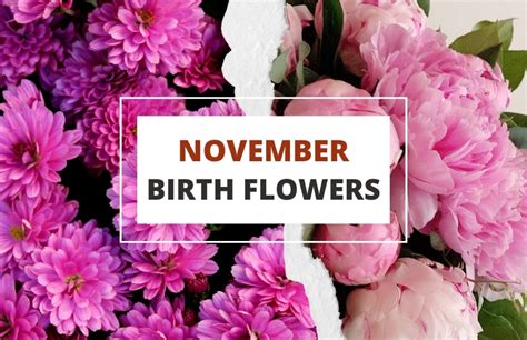 November Birth Flower: Chrysanthemum, 47% OFF