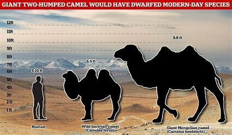 Steppe Camel Megafauna Parks W Palearctic Inaturalist