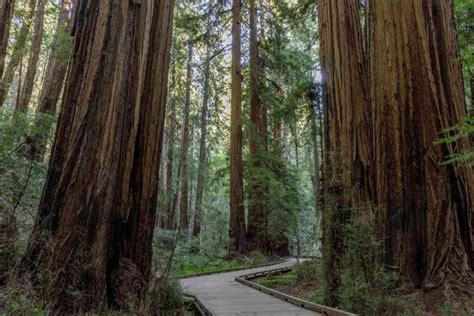 Exploring The Worlds Largest Coast Redwood Tree